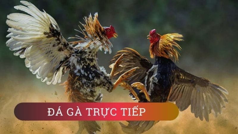 Pesobets - Trực tiếp đá gà thomo